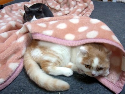 「猫だらけ」