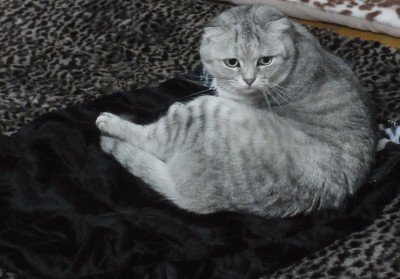 「猫だらけ」