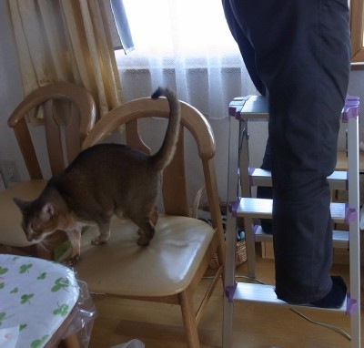 「猫だらけ」