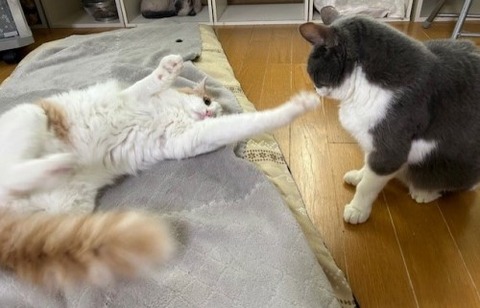 thumbnail_IMG_2554 (1)