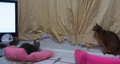 「猫だらけ」