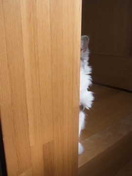 「猫だらけ」