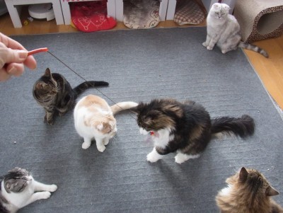 「猫だらけ」