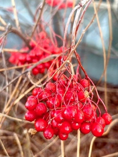thumbnail_IMG_8678 (1)