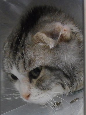 「猫だらけ」