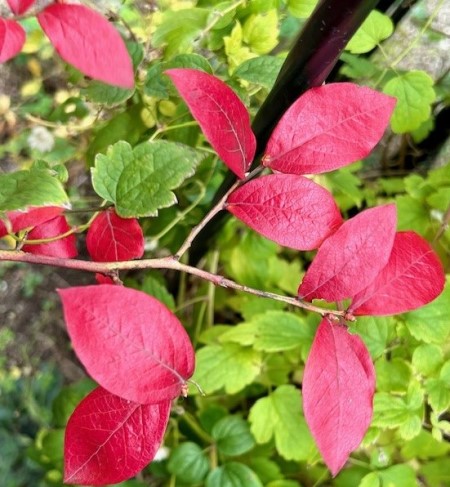 thumbnail_IMG_7604 (1)