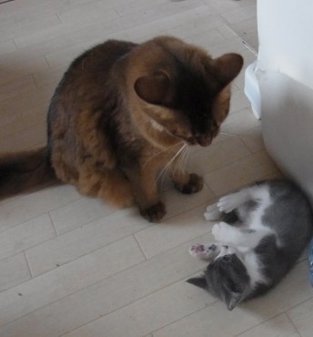 「猫だらけ」