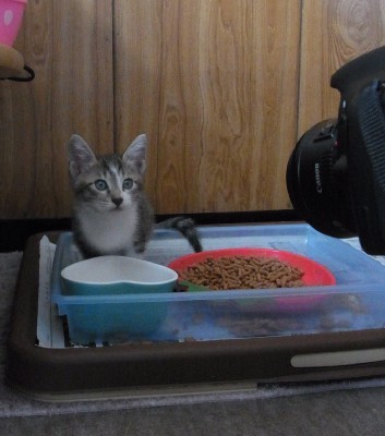 「猫だらけ」