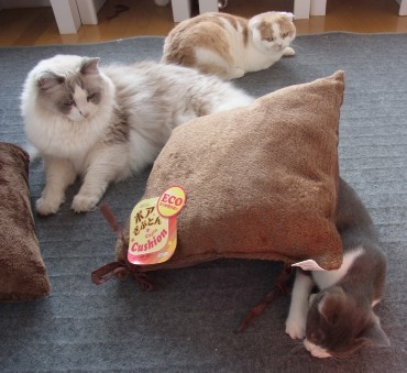 「猫だらけ」