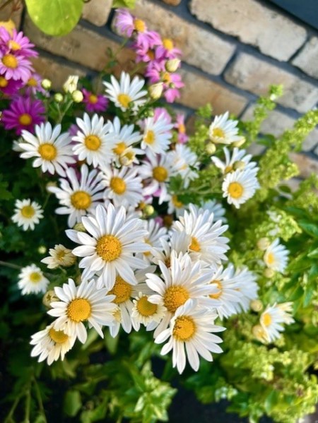 thumbnail_IMG_2818 (1)