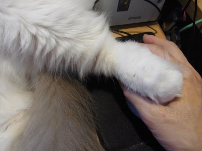 「猫だらけ」