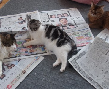 「猫だらけ」