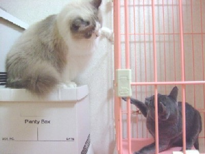 「猫だらけ」
