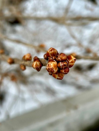 thumbnail_IMG_3518