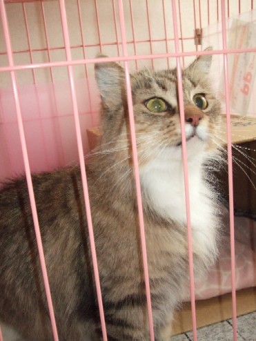 2008_0202猫写真0008