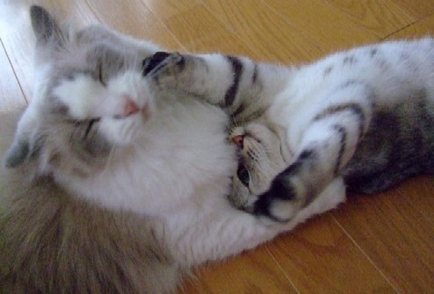 2007_0909猫写真0014