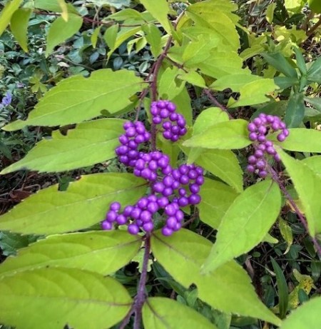 thumbnail_IMG_7159 (1)