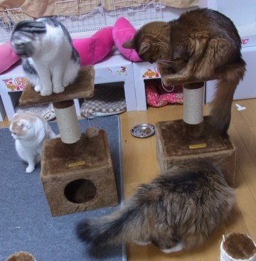 「猫だらけ」