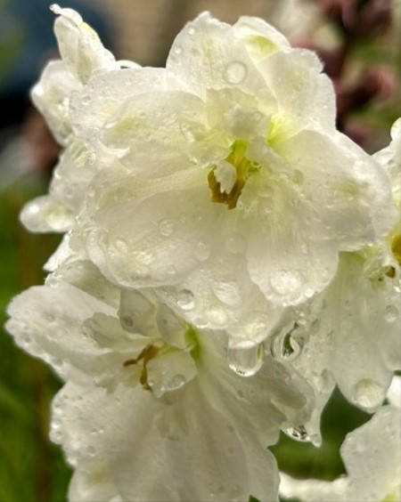 thumbnail_IMG_5693