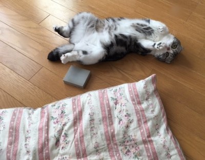 猫背でない猫から腹筋のススメ！？ : 猫だらけ Powered by ライブドア 