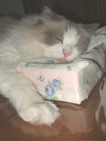 2007_1229猫写真0026