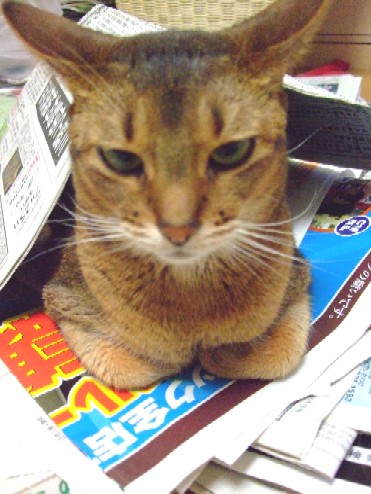 2007_0802猫写真0026