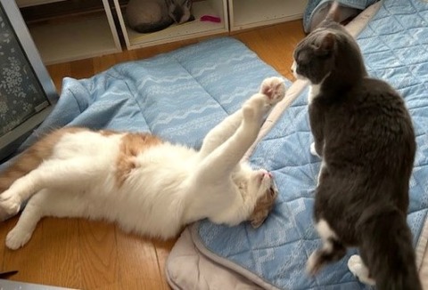 thumbnail_IMG_4150 (1)