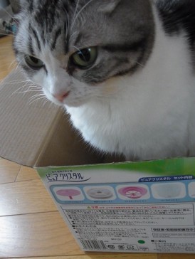 「猫だらけ」