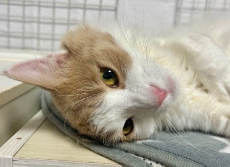 a183c4da-b71b-41ed-86d4-8013436d999c