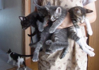 「猫だらけ」