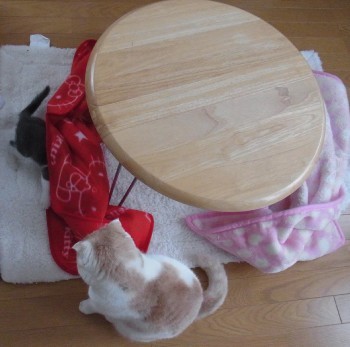 「猫だらけ」