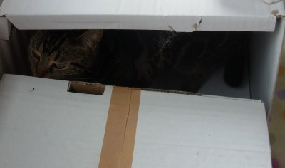 「猫だらけ」