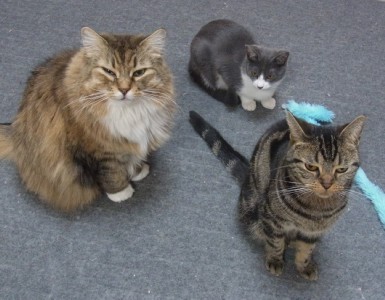「猫だらけ」