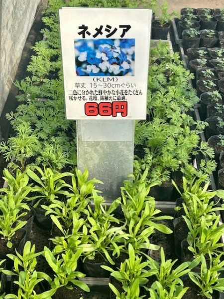 thumbnail_IMG_5339 (2)