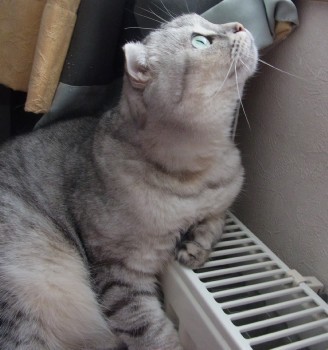 「猫だらけ」