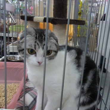 「猫だらけ」
