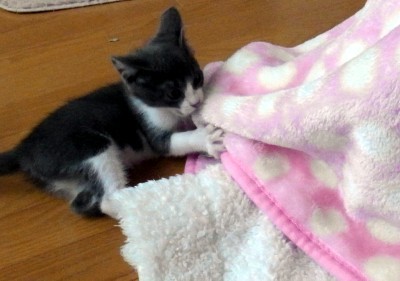 「猫だらけ」