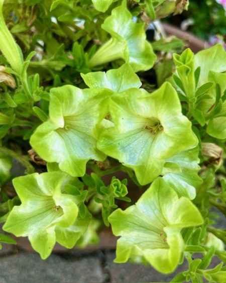 thumbnail_IMG_2101 (1)