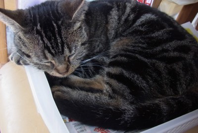 「猫だらけ」
