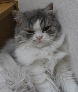 「猫だらけ」
