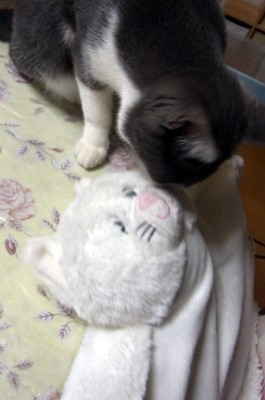 「猫だらけ」