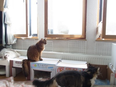 「猫だらけ」