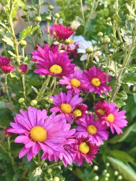 thumbnail_IMG_2289
