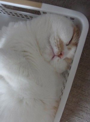 「猫だらけ」