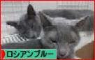 「猫だらけ」