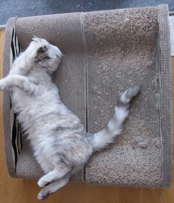 「猫だらけ」