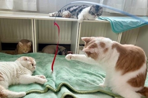 thumbnail_IMG_0298 (3)