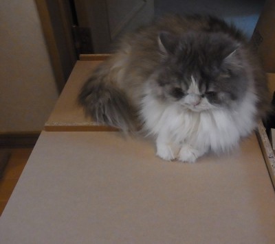 「猫だらけ」