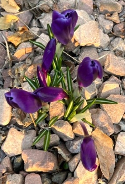 thumbnail_IMG_8679