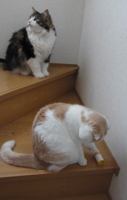 「猫だらけ」